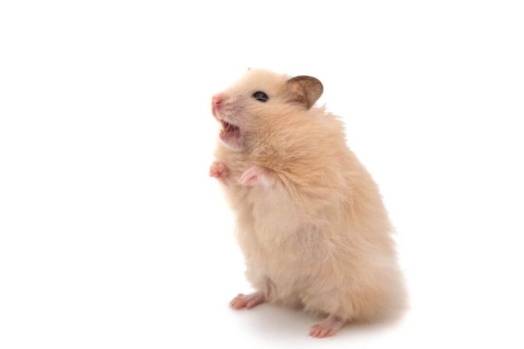 Hamster Einschläfern Kosten