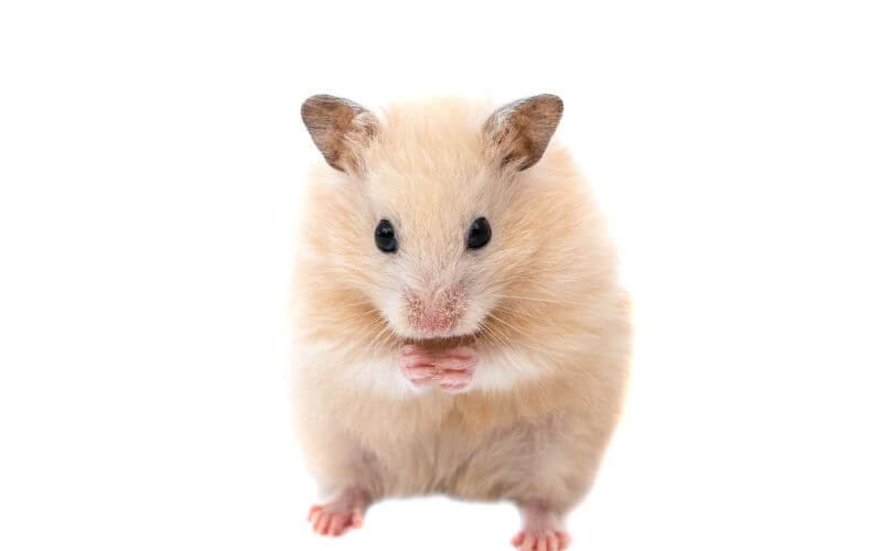 Hamster aufrecht