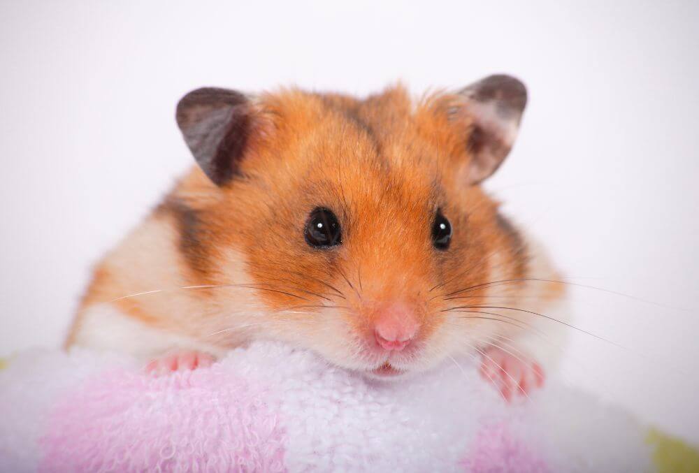Was Kostet Es Einen Hamster Einschläfern Zu Lassen treuetiere.de