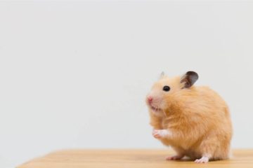 Hamster hat Buckel am Rücken