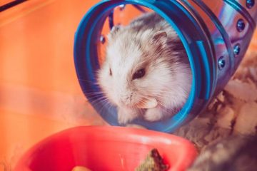 Hamster hat Plastik gefressen