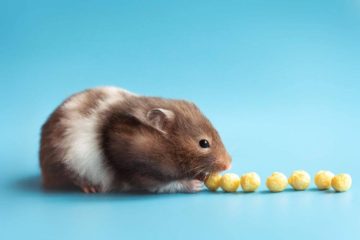 Hamster spurlos verschwunden