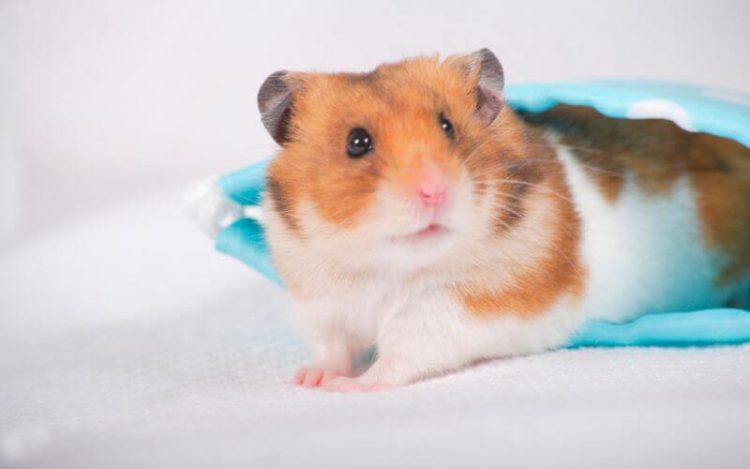 Was Kostet Es Einen Hamster Einschläfern Zu Lassen treuetiere.de