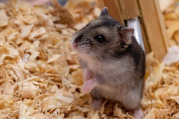 Hamster Duftdrüse nass