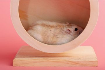 Hamster Laufrad reinigen