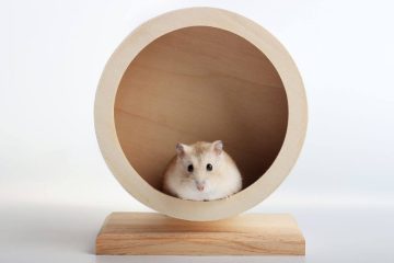 Hamster Laufteller oder Laufrad