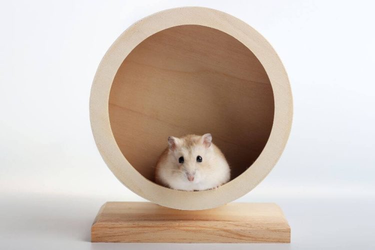 Hamster Laufteller oder Laufrad