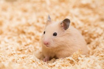 Hamster Pipiecke finden