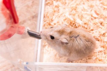 Hamster Wasser wechseln