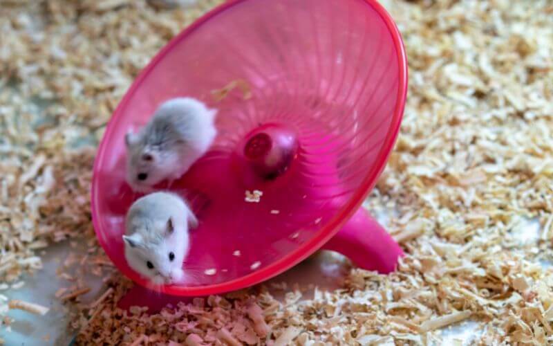 Hamster im Laufteller