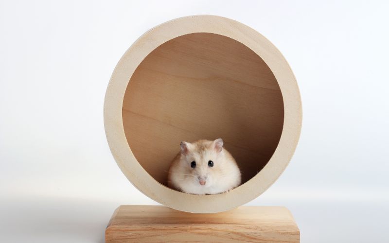 Hamster in Holz-Laufrad