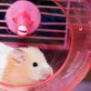 Hamster pinkelt ins Laufrad