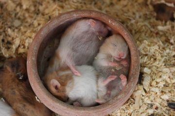 Hamster schläft im Sandbad