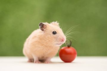 Hamster traurig unglücklich